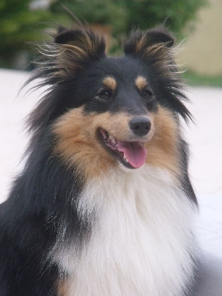 Jessy Des Shetland Des Pyrenees